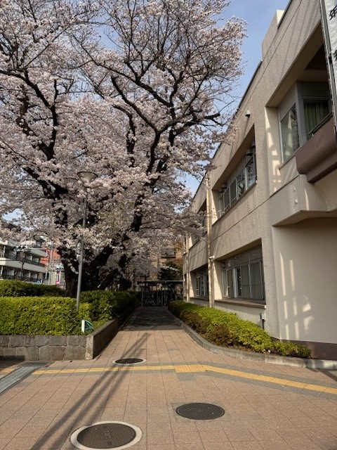 始業式　桜